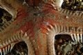 Astropecten aranciacus